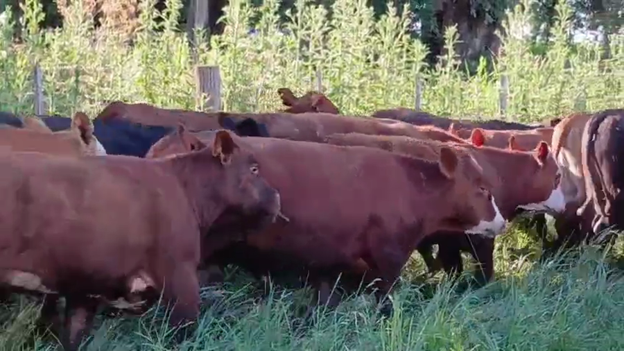 Lote 20 Novillitos y Vaquillonas