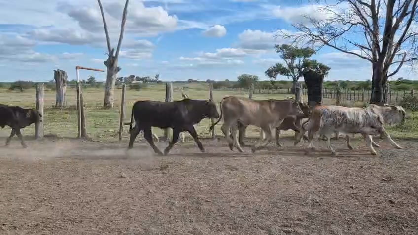 Lote 47 Terneros en Corrientes, Curuzu Cuatia
