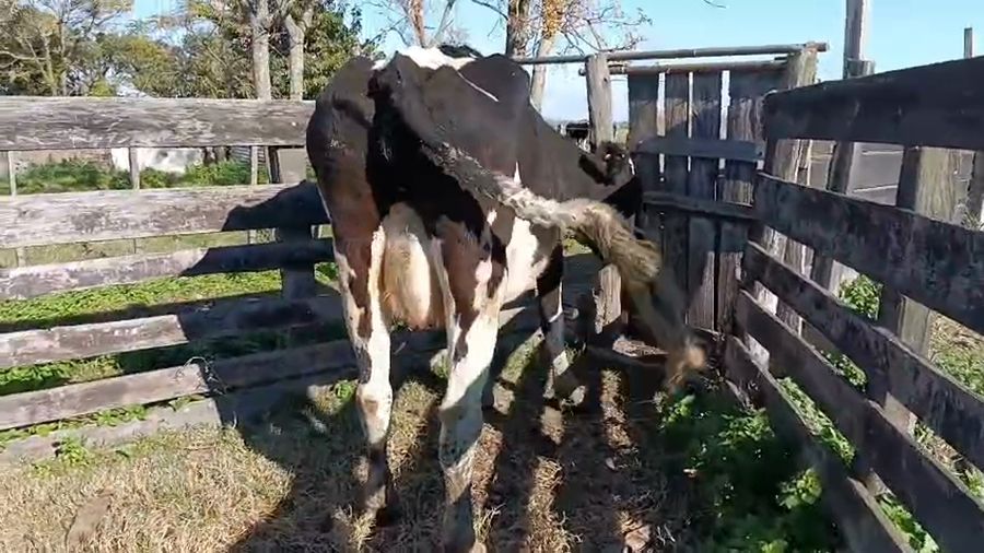 Lote Vaca a remate en Pantalla Camy, San José