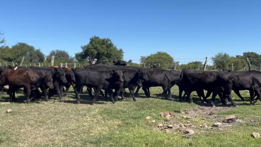 Lote 70 Terneros