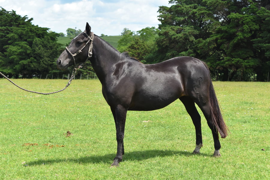 Lote RP 104 -  MIMI TURENA