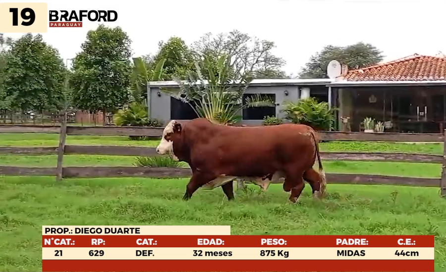 Imagen 1 del Lote Lote LOTE 19