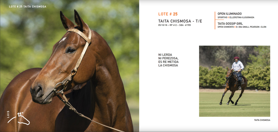 Lote TAITA CHISMOSA - T/E (OPEN ILUMINADO - TAITA GOSSIP GIRL)