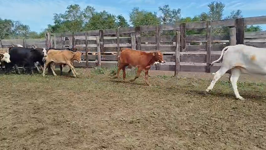 Lote 150 Terneros/as