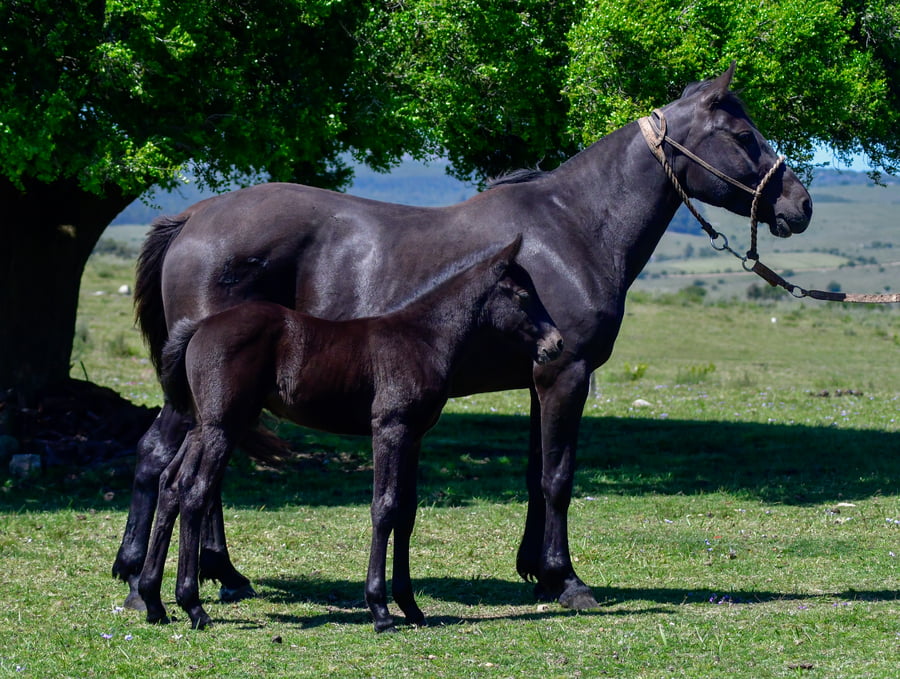 Lote Camila Las Cascadas
