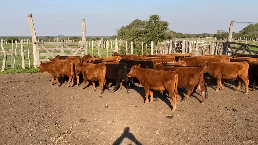 Lote 70 Terneros/as en Sauce, Corrientes