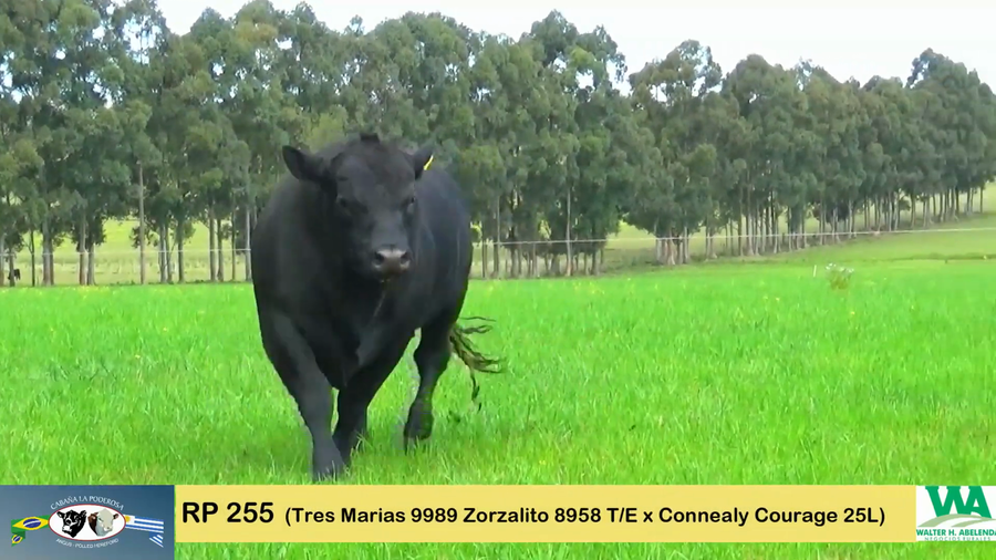 Lote PODEROSO ZORZALITO 255