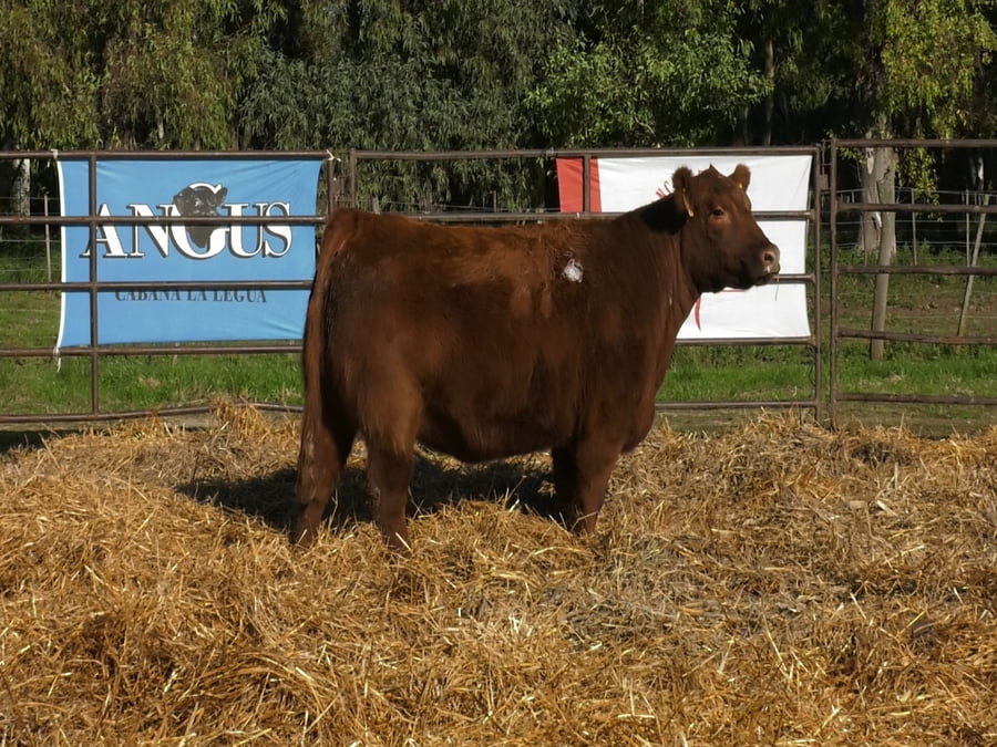 Lote VAQUILLONAS ANGUS  PP