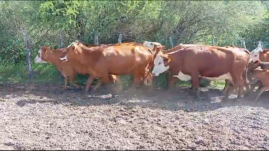 Lote 35 Vacas nuevas C/ cria en Corrientes, Mercedes