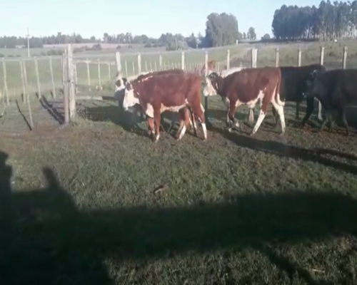 Lote Terneras