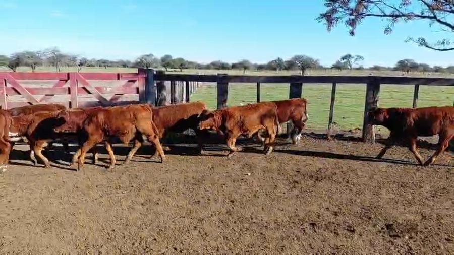 Lote 50 Terneros/as en Corrientes, Curuzu Cuatia