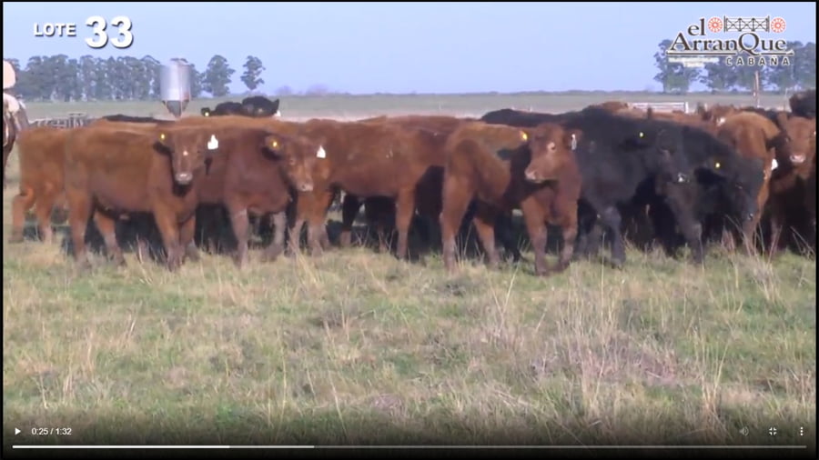 Lote 60 Novillitos Marca Liquida - Santa Anita, Entre Rios