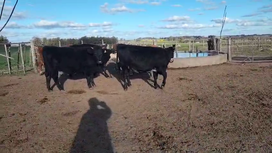 Lote 9 Vaquillonas  a remate en Pantalla Aniversario - Escritorio Camy, San José