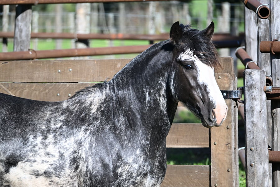 Lote LABRA CONGRESISTA