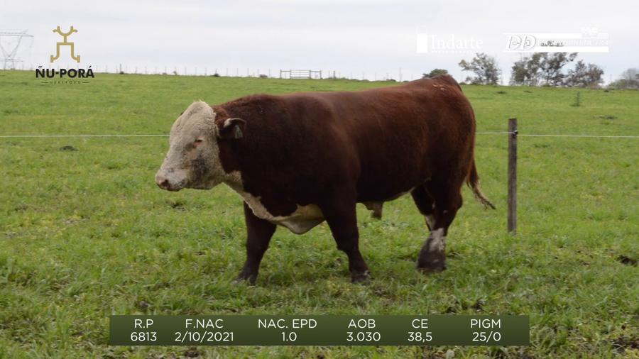 Lote Toros a remate en Remate anual Ñu Porá 2023, Paysandú