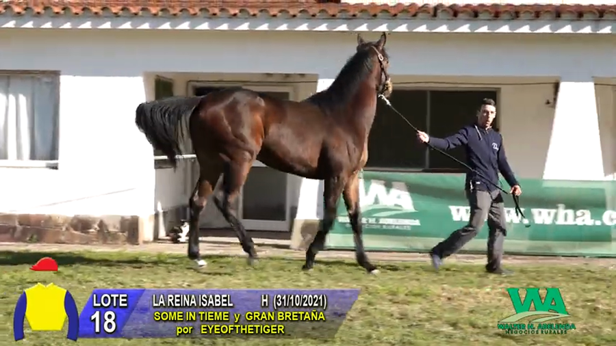 Lote LA REINA ISABEL