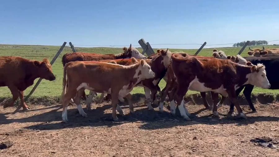 Lote 98 Vaquillonas 1 a 2 años en Santa Clara de Olimar, Treinta y Tres