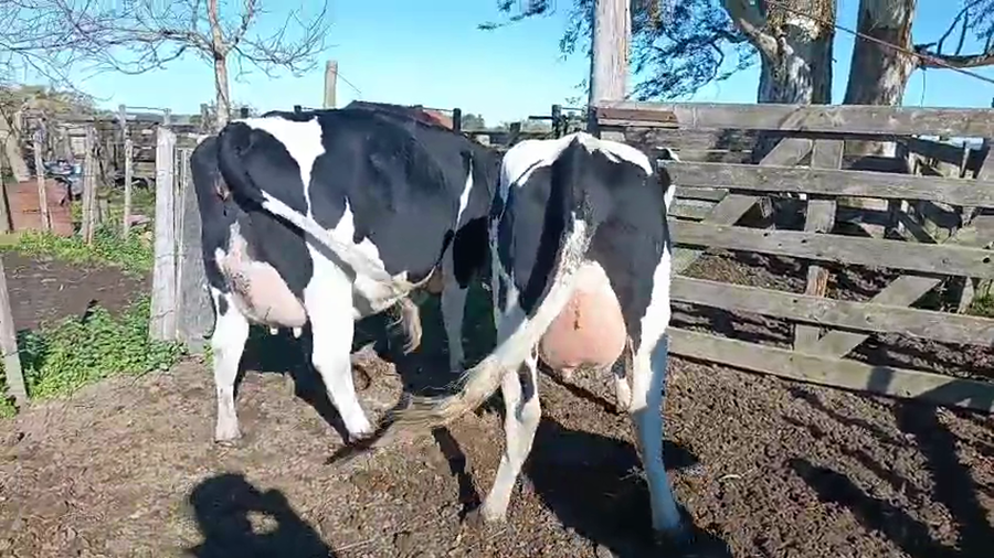 Lote 2 Vaquillonas  Holando a remate en Pantalla Camy 500kg -  en Ruta 3 Km 120