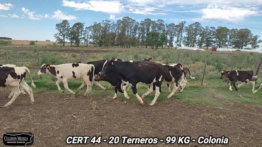 Lote 20 Terneros en Estanzuela, Colonia