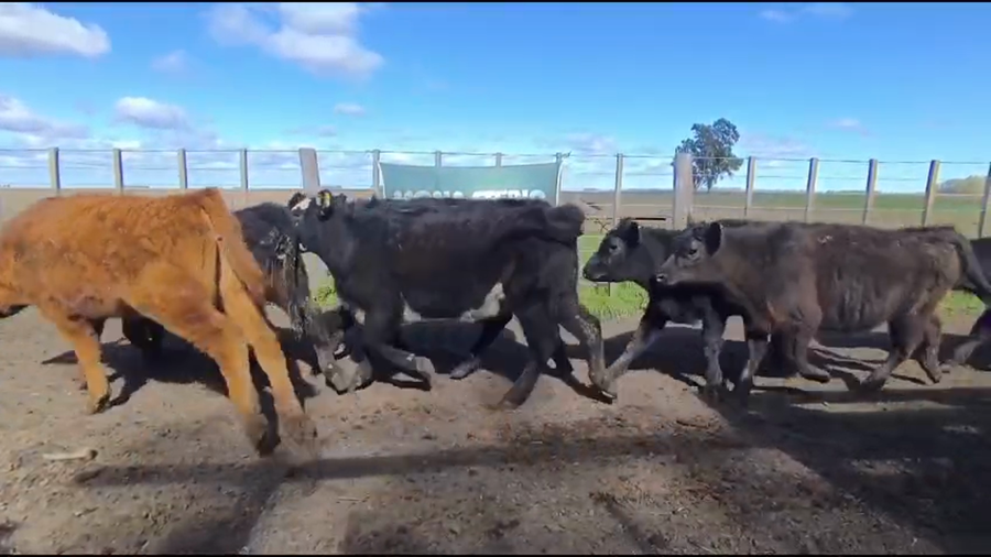 Lote 19 Terneras en Buenos Aires, Olavarría