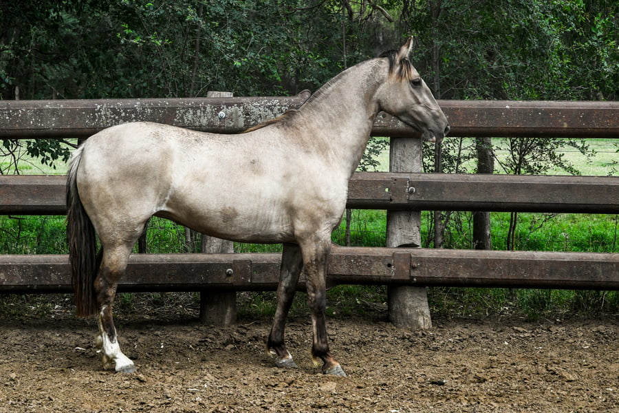 Lote TINAJERA TRILLADORA