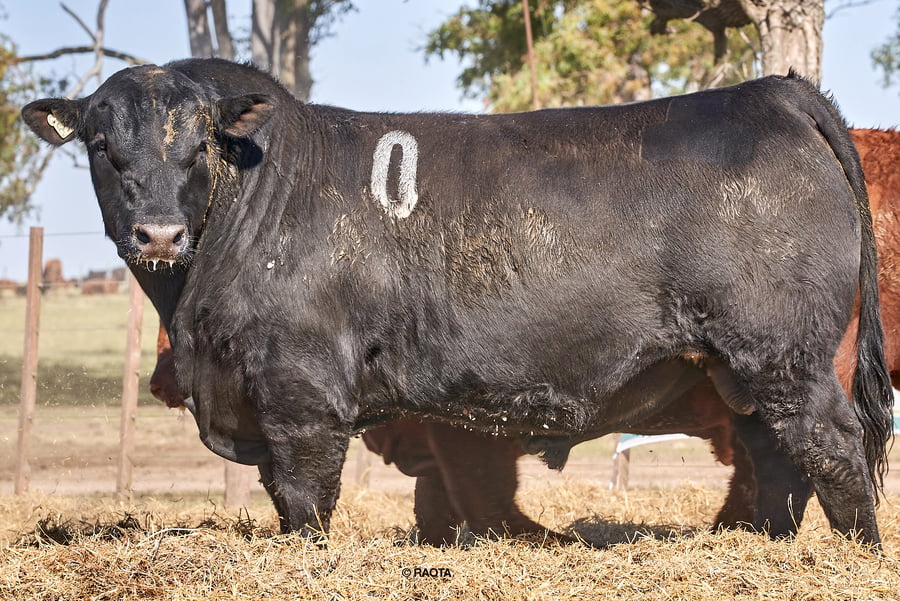 Lote Toros PC Cabaña Tres Molinos