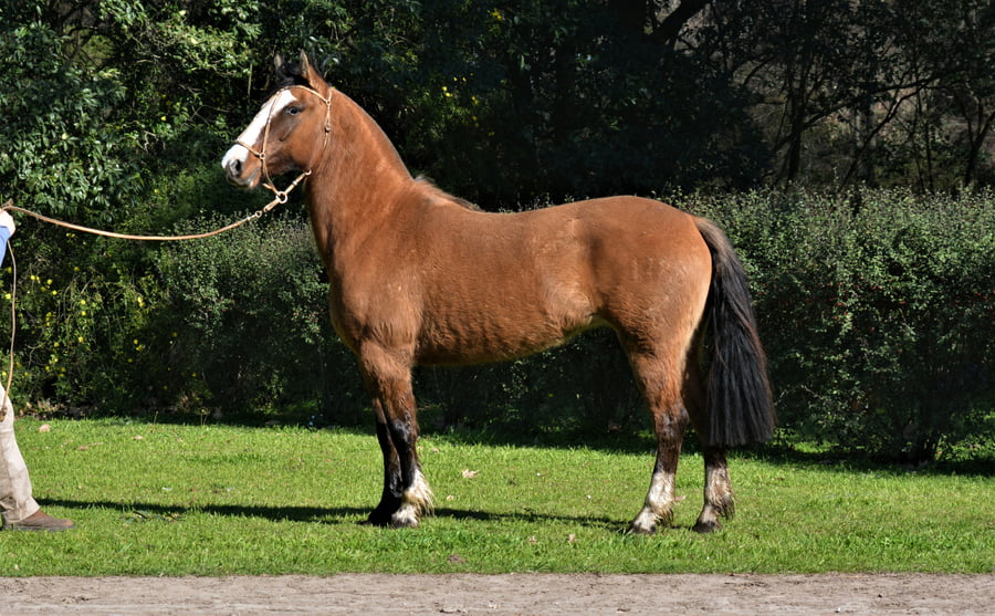 Lote VILCUN LA MAGISTRADA