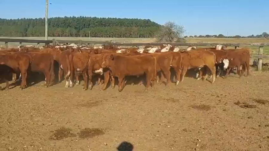 Lote 72 Terneros