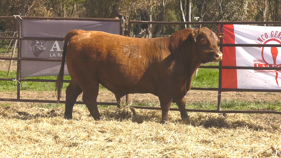 Lote TOROS ANGUS COLORADOS PC
