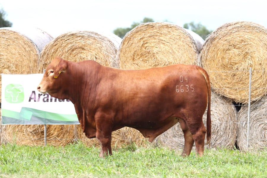 Lote LOTE 35