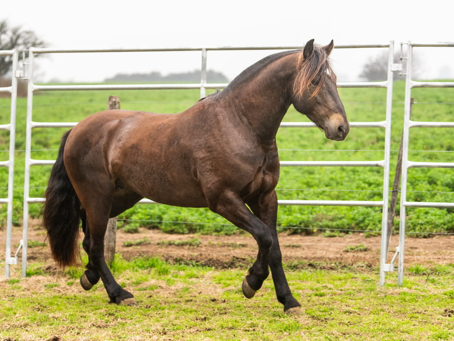 Lote Guirita Invierno