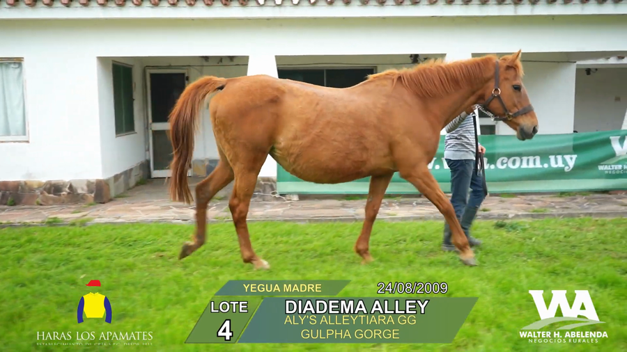 Lote DIADEMA ALLEY