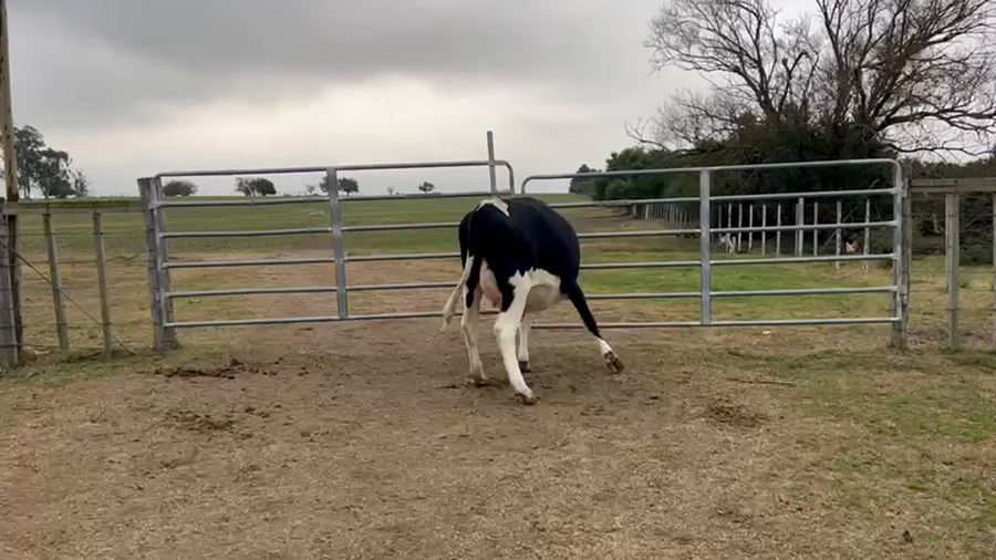 Lote Vaquillonas proximas