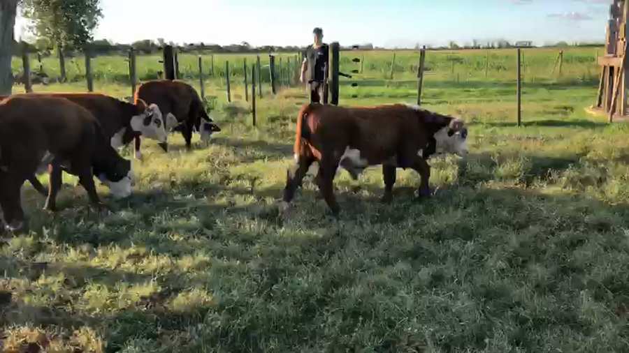 Lote 8 Terneros
