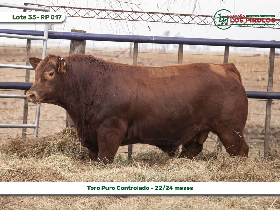 Lote TOROS PUROS CONTROLADOS - 22/24 meses