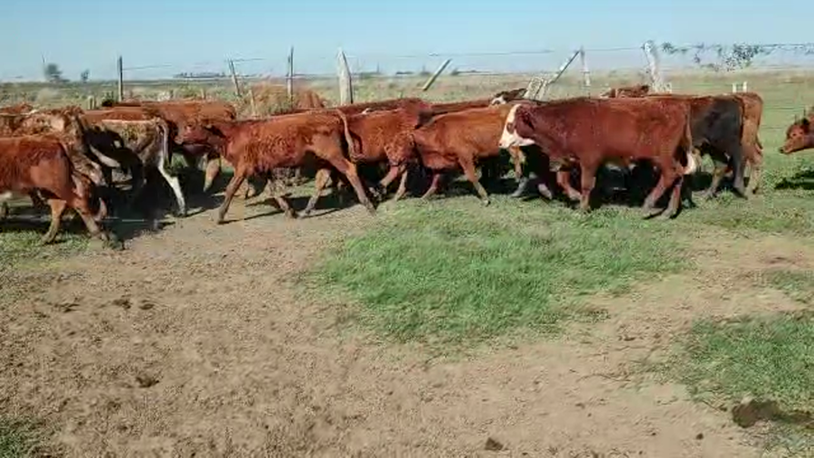 Lote 430 Terneros/as en Ituzaingó, Corrientes