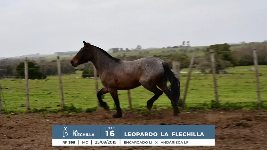 Lote LEOPARDO LA FLECHILLA