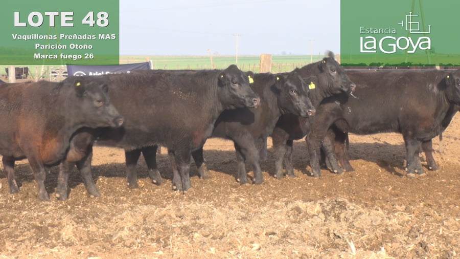 Lote VAQUILLONAS MAS PREÑADAS ANGUS PARICIÓN OTOÑO - 26