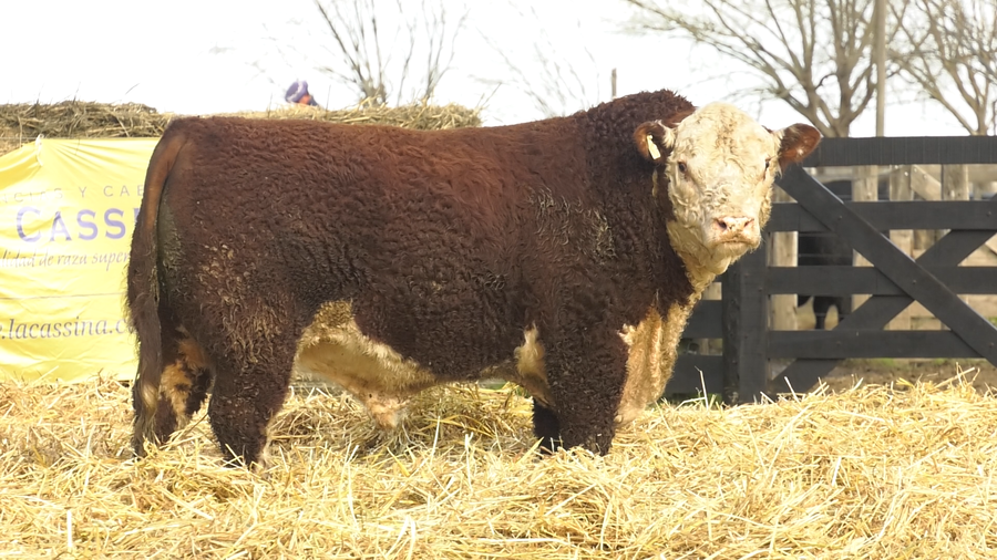 Lote TOROS HEREFORD