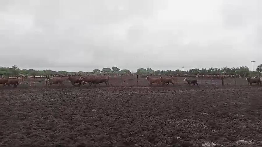 Lote 100 TERNEROS/AS BRAFORD EN CULULU, SANTA FE