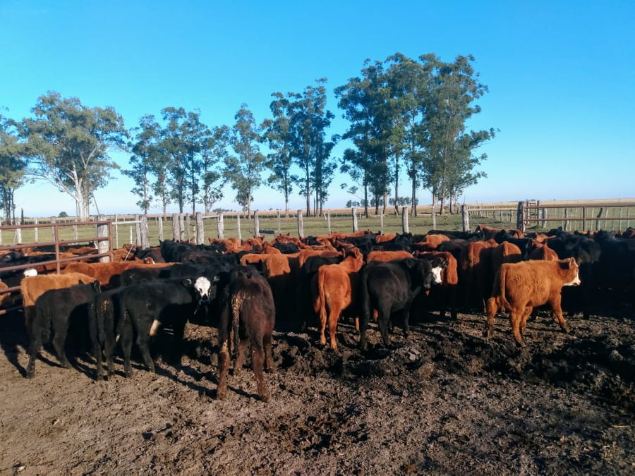 Lote SAENZ VALIENTE, BULLRICH Y Cia. S.A.