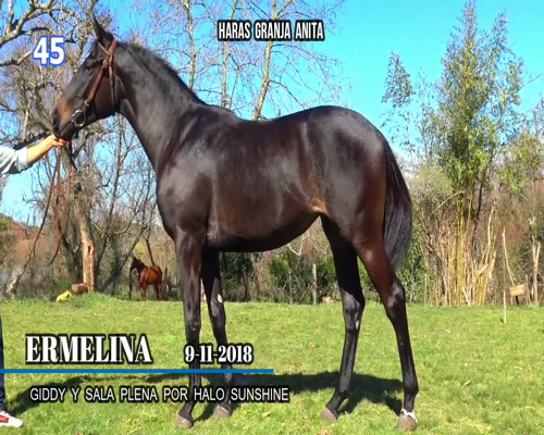 Lote ERMELINA