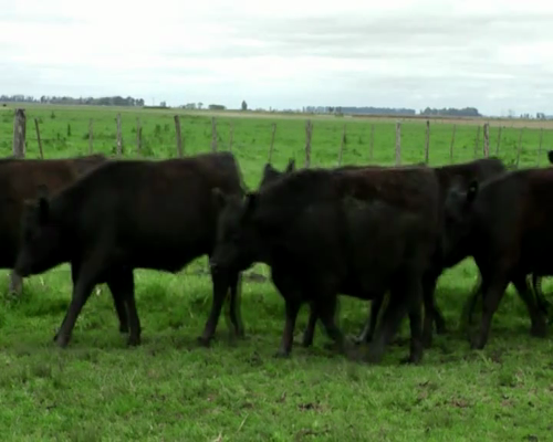 Lote 15 VAQ P/ ENTORAR DE 15 MESES NEGRAS Marca liquida , Genetica STA SERGIA