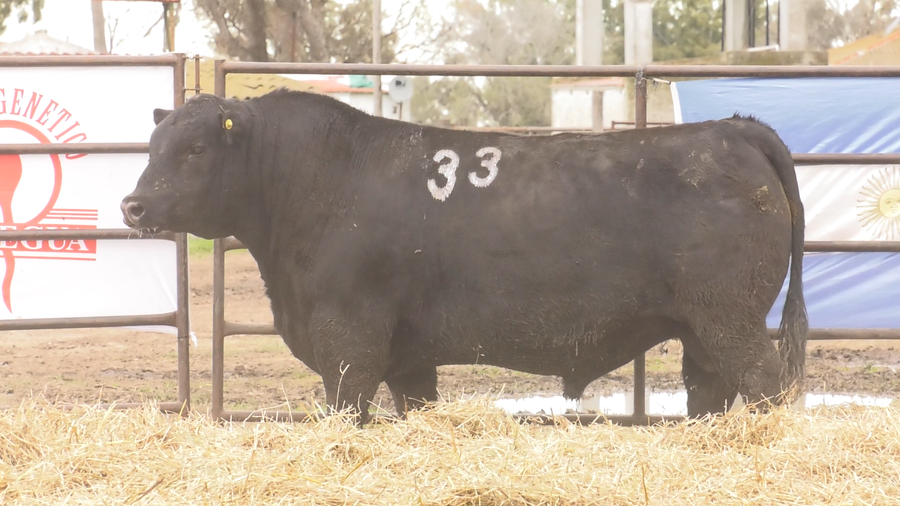 Lote TOROS ANGUS NEGROS  PC