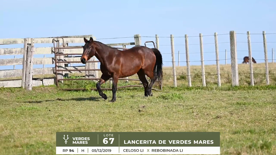 Lote LANCERITA DE VERDES MARES