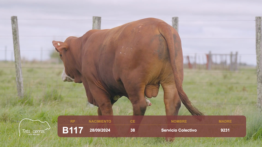 Lote RP B117