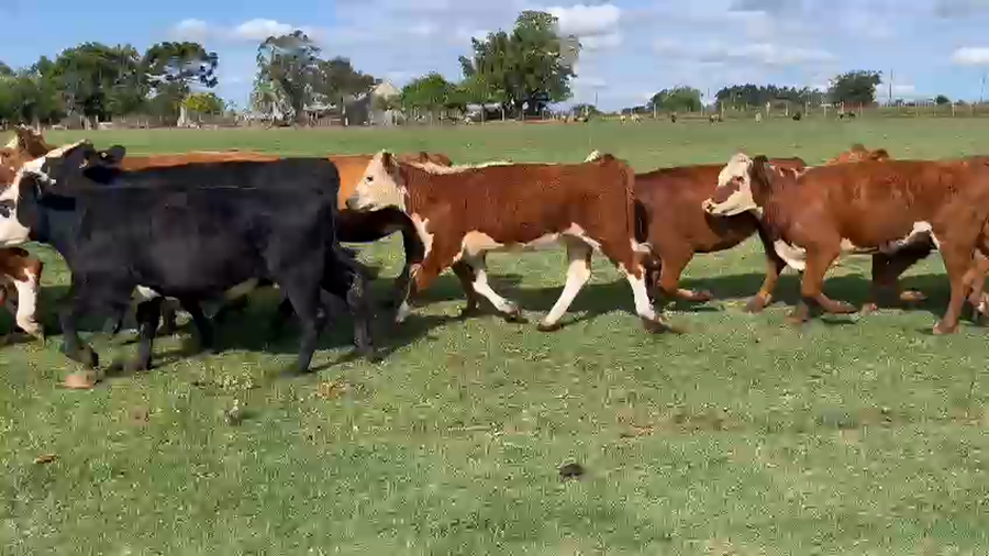 Lote 23 Vaquillonas  Hereford y Caretas a remate en Pantalla Camy en Santa Lucia