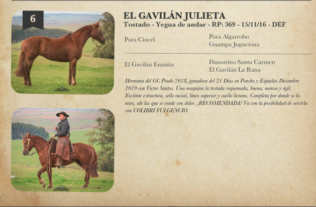 Lote Criollos da Fronteira El Gavilán Julieta