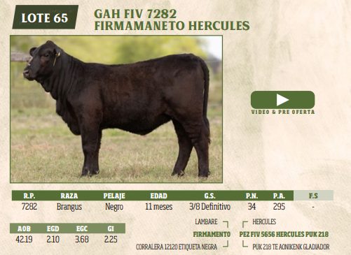 Lote LOTE 65