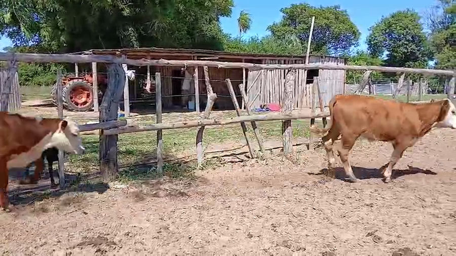 Lote 60 Terneros/as en Corrientes, Saladas